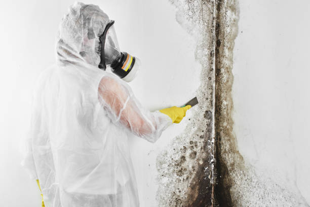 Best Home Mold Removal  in Trenton, OH