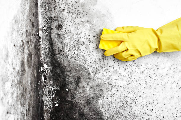 Best Certified Mold Removal  in Trenton, OH