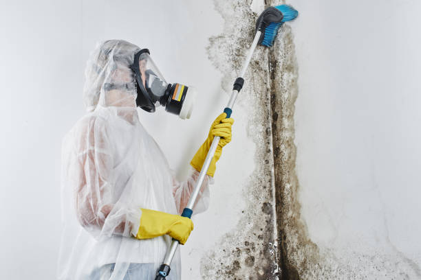 Mold Testing and Removal in Trenton, OH