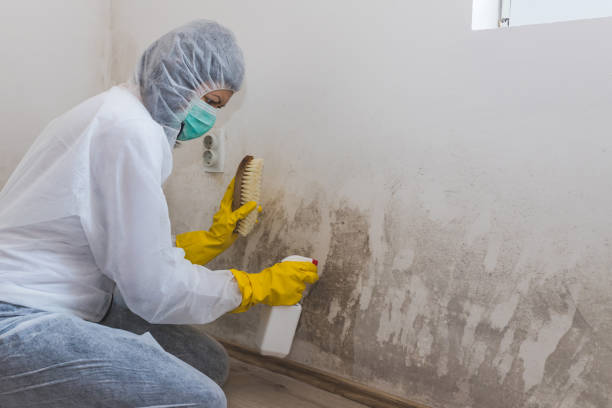 Best Affordable Mold Removal  in Trenton, OH