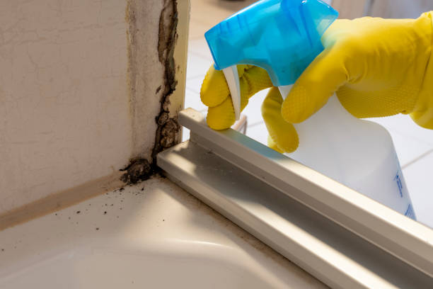 Best Mold Remediation  in Trenton, OH