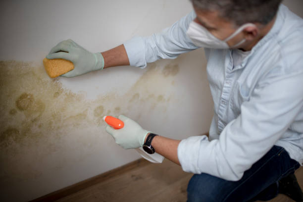 Best Mold Removal and Inspection  in Trenton, OH