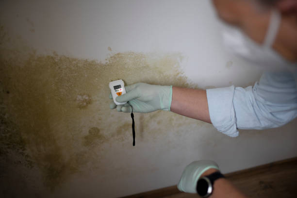 Best Home Mold Removal  in Trenton, OH