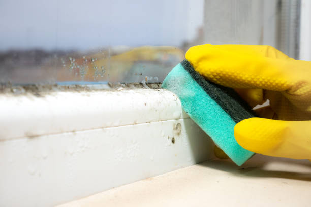 Best Crawl Space Mold Removal  in Trenton, OH