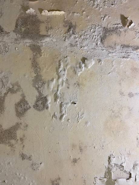 Crawl Space Mold Removal in Trenton, OH