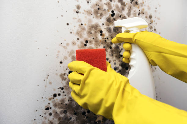 Best Office Mold Removal Services  in Trenton, OH