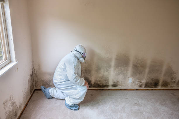 Best Black Mold Removal  in Trenton, OH