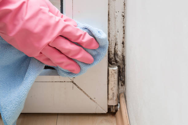 Best Mold Removal Near Me  in Trenton, OH