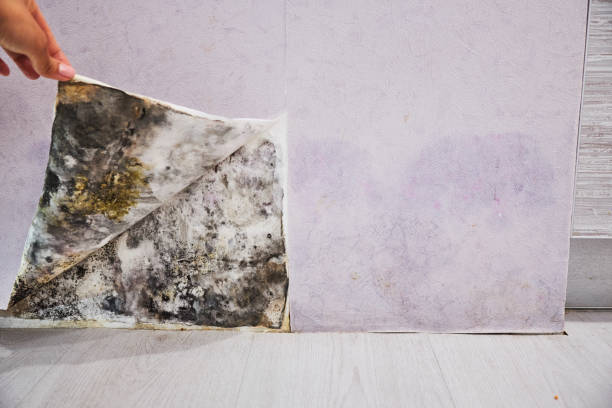 Best Mold Damage Repair  in Trenton, OH